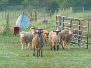 Walnut Hill Farm at Elm Springs photo 7