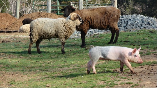 Walnut Hill Farm at Elm Springs photo 11