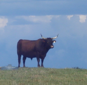 Walnut Hill Farm at Elm Springs photo 2
